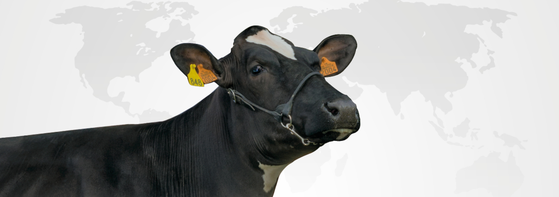 synetics internationnal bull offer