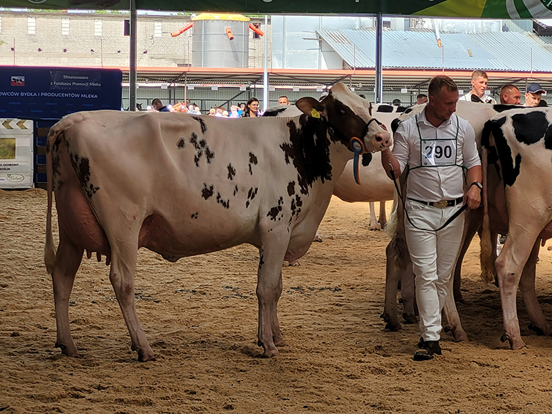 Successful Solito Red daughter in the ring, reserve champion of the young cows