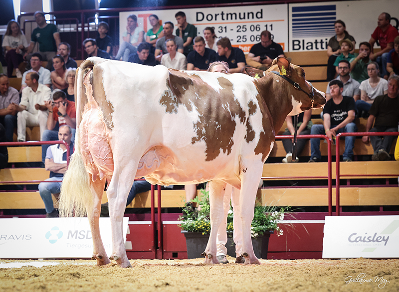 Abbildung 3: Arino Red-Tochter RS Maryrose 3. La (Owner: RS Strudthoff GbR, Dötlingen) Photo: Guillaume Moy 