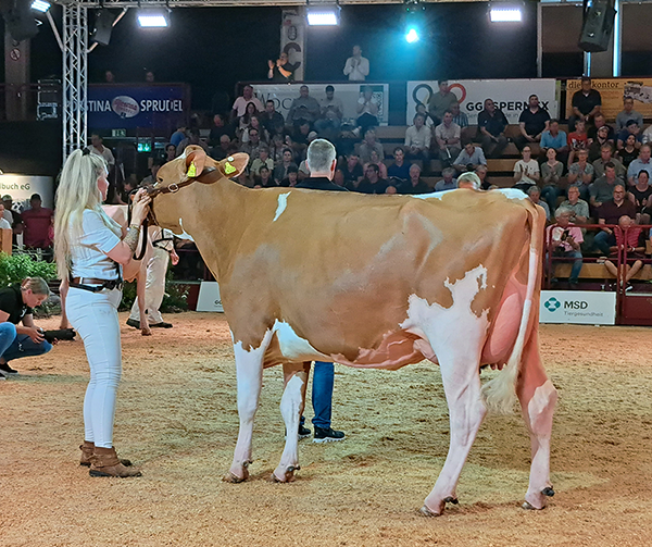 Abbildung 1: Avatar Red daugter THL Riga, 1. La (Owner: Owner: Dierdorf GbR, Wipperfürth) 