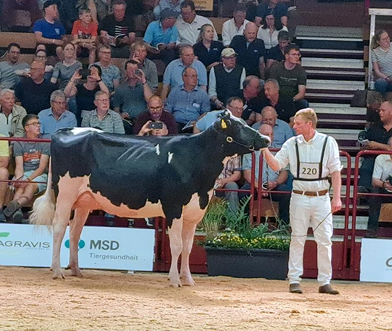 Abbildung 4: Topstone Tochter Godja, 1. La (Owner: Weser-Milch Lünschen KG, Loxstedt) 