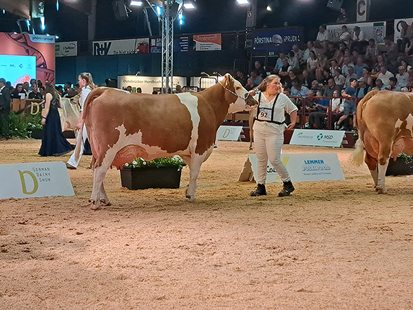 Abbildung 8: Wattgold daughter Aprilla (Owner: Philipp Ewald, Braeunlingen) 