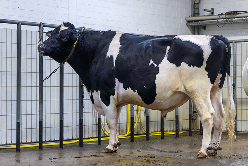 Darlongo EX 96