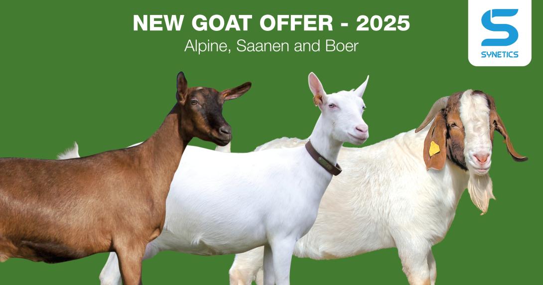 New Goat Offer - 2025